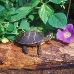 turtleeasternpaintedjw