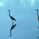 Bird-TricoloredHerons